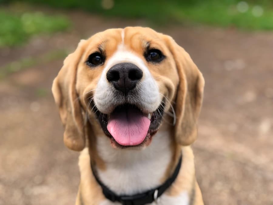 A happy, healthy pet